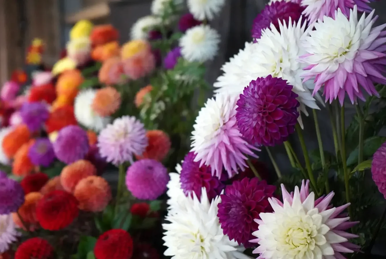 Colourful dahlias at the Cornish Dahlia Society Annual Show