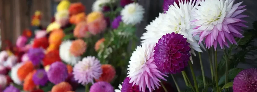 Colourful dahlias at the Cornish Dahlia Society Annual Show