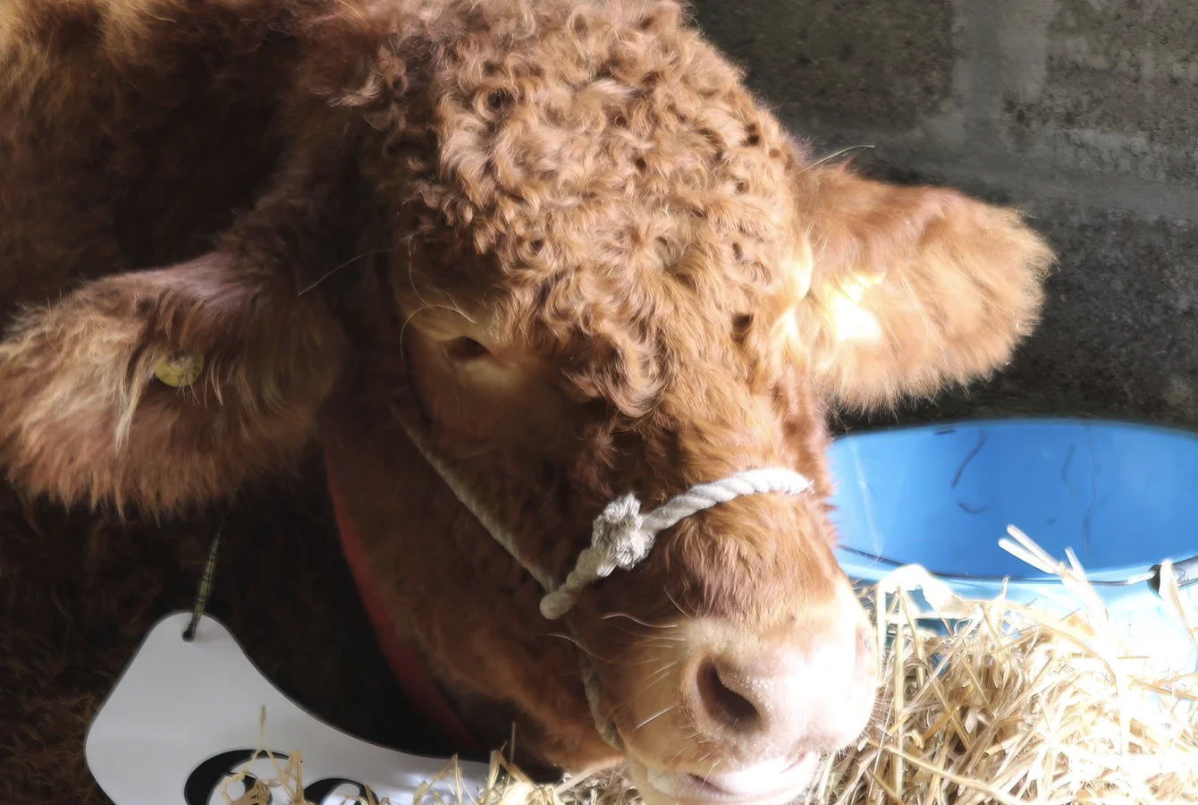 Cornish Winter Fair at the Royal Cornwall Events Centre in Wadebridge
