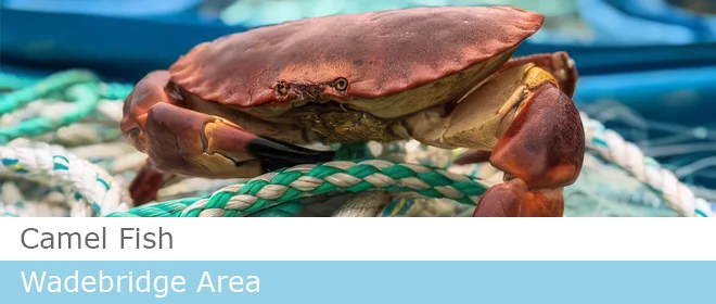 Camel Fish shellfish supplier near Rock