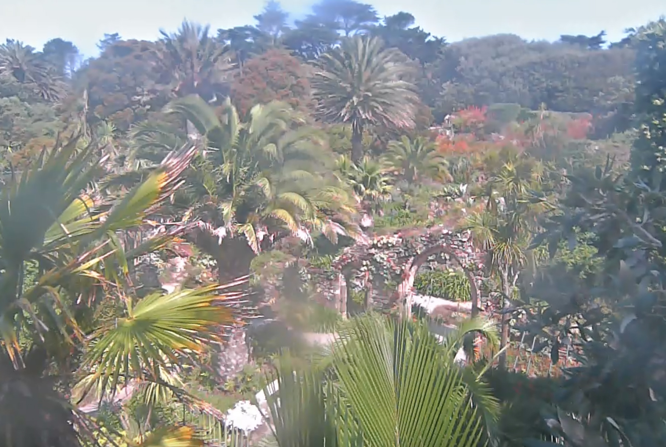 Tresco Abbey Garden webcam in the Isles of Scilly